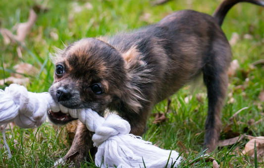 10 Essential Toys to Keep Your Dog Entertained and Happy