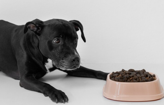 Healthy Pet Foods: What You Should Know